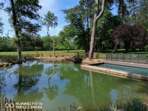 Piscine naturelle dans un étang et jardin paysager